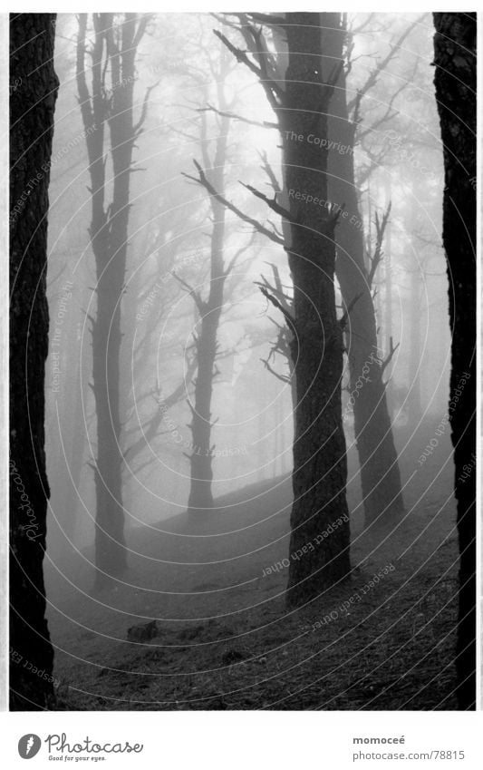 verhangen die erste Wald Nebel Wolken Baum Trauer ruhig schön Einsamkeit Suche Sehnsucht leer Traurigkeit Ferne