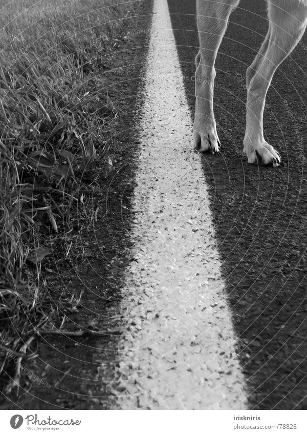 Blond Beauty losgehen Gras Straßenrand Linie Hund Pfote Säugetier auf die socken machen Beine Wege & Pfade Natur Detailaufnahme Körperteile Schwarzweißfoto Fuß