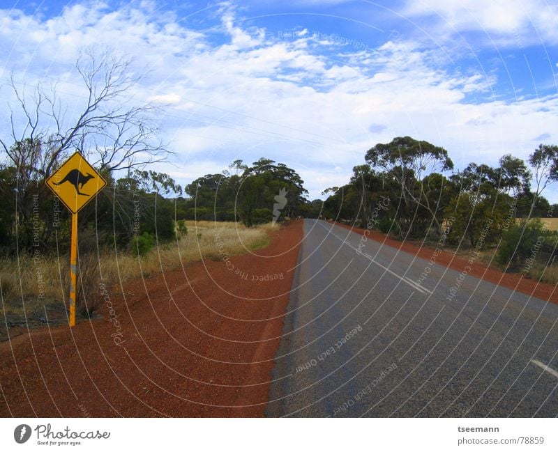 Outback Ferne Australien Känguruh rot Licht Wolken Baum Unendlichkeit Straßennamenschild Himmel Asphalt Einsamkeit leer roadtrip Autobahn Warnhinweis Wildtier