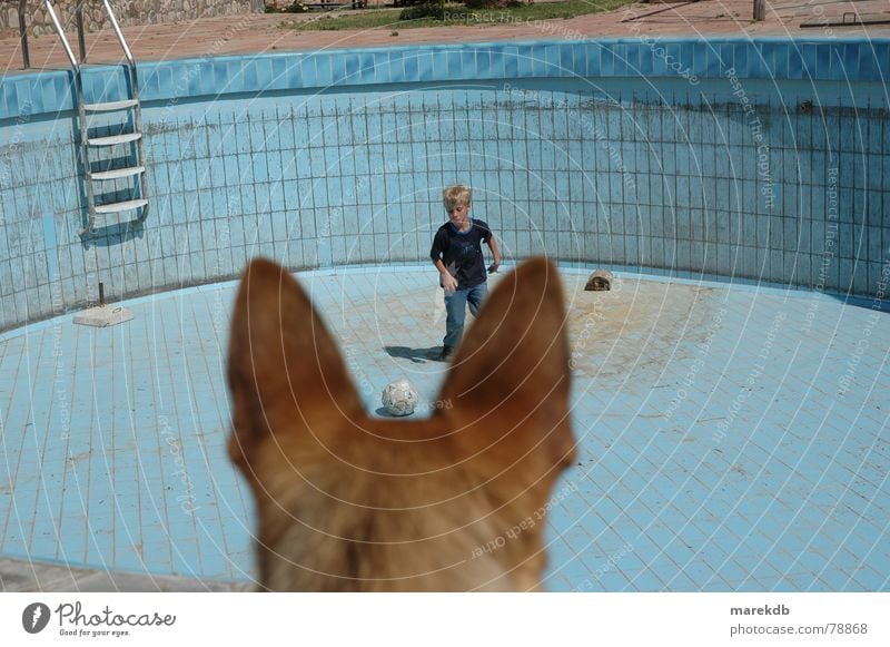 Wachhund Hund Spielen leer Bolivien Fell Schwimmbad Ballsport Kind Wasser Ohr