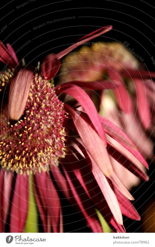 Verwelktes Blümlein Enttäuschung vergangen Vor dunklem Hintergrund Blume rosa mehrfarbig dunkel Vergänglichkeit groß Vordergrund Hintergrundbild Blüte schwarz