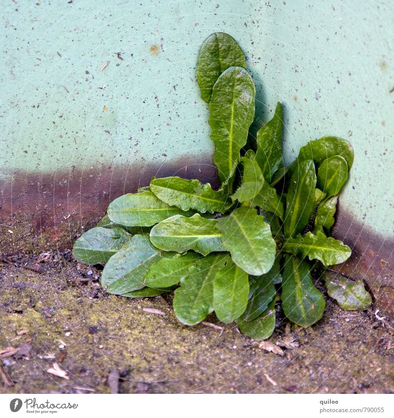 es grünt Natur Pflanze Blatt Grünpflanze Mauer Wand Wachstum natürlich unten violett türkis Lebensfreude Kraft Willensstärke Ausdauer standhaft Entschlossenheit
