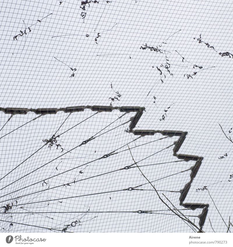Netzbeschmutzung Netzwerk dreckig grau schwarz weiß Vogelkäfig Gitternetz Drahtgitter Zacken gezackt Zickzack Linie kariert Zoo Käfig gefangen unordentlich