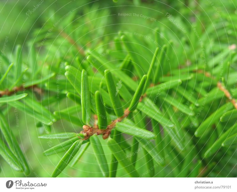 Frisches Grün. Tannennadel frisch Baum Makroaufnahme grün The Needles Sommer Nahaufnahme firneedle woods Natur forest fresh tree