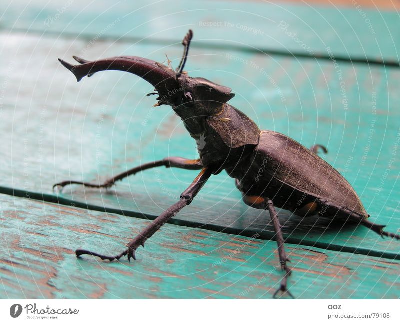 Megabag Käfer Monster Makroaufnahme Nahaufnahme beetle Horn claws eye insect testa shell
