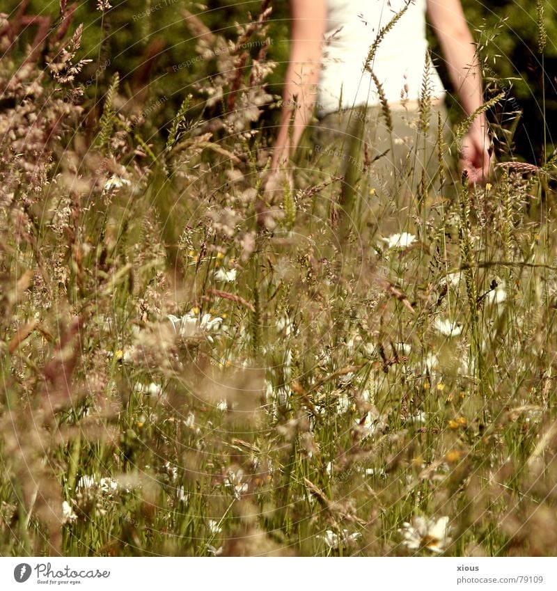 25° schäbig Denken gehen Wärme Wiese grün braun Blume durcheinander T-Shirt Oberkörper Spaziergang Physik Sommer Gras Trauer Grünfläche Pflanze Wildnis Umwelt