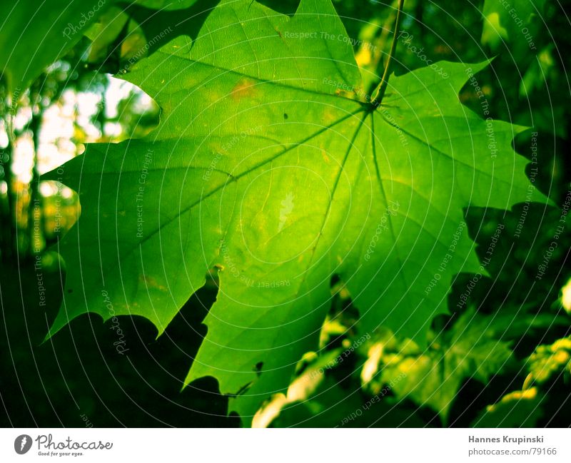 Grün in Grün Farbfoto Nahaufnahme Makroaufnahme Menschenleer Tag Sonnenlicht Gegenlicht Zentralperspektive schön Natur Pflanze Herbst Schönes Wetter Baum Blatt