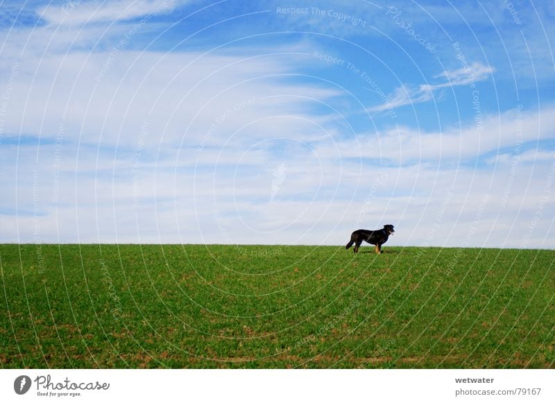 Hund auf Wiese Winter grün Gras Feld Einsamkeit Himmel Tier Grünfläche schwarz Haustier Menschenleer Deutschland Säugetier lonesome blau Landschaft blue