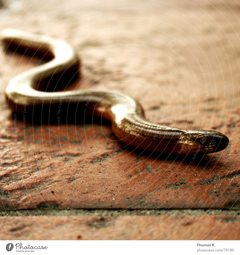 Blind schleichen (oder: was machst Du auf meiner Terrasse ?) Echsen Blindschleiche Reptil Fuge gekrümmt Ekel Tier Fliesen u. Kacheln Bodenbelag schlangenförmig