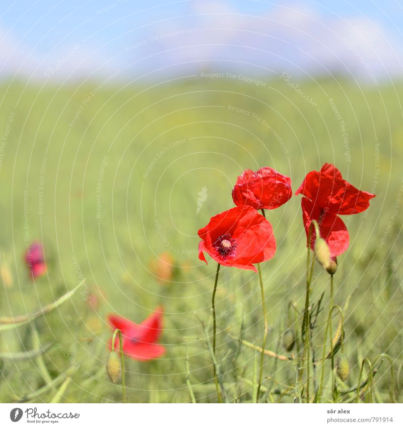 Feldblumen Umwelt Natur Pflanze Sommer Blume Blüte Mohn rot Gefühle Lebensfreude Kraft Verliebtheit Treue Romantik sommerlich Sommerblumen positiv Farbfoto