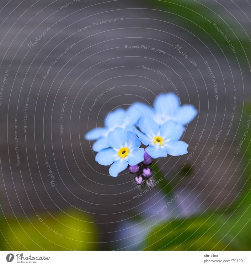 Holzzaun Umwelt Pflanze Sommer Blume Blüte Vergißmeinnicht außergewöhnlich exotisch schön blau grün Gefühle Glück Zufriedenheit Optimismus Liebe Verliebtheit