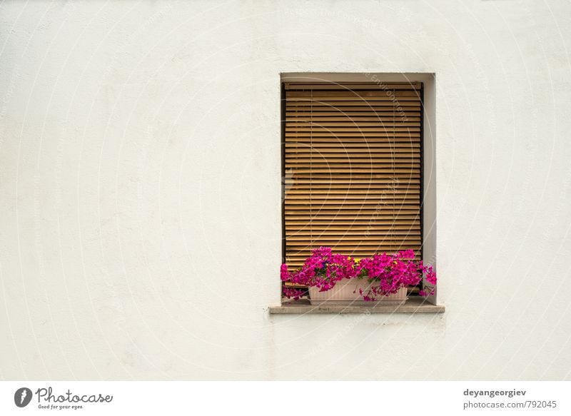 Weiße Wand und Fenster im venezianischen Stil mit rosa Blumen Topf Ferien & Urlaub & Reisen Tourismus Insel Haus Kultur Pflanze Stadt Gebäude Architektur