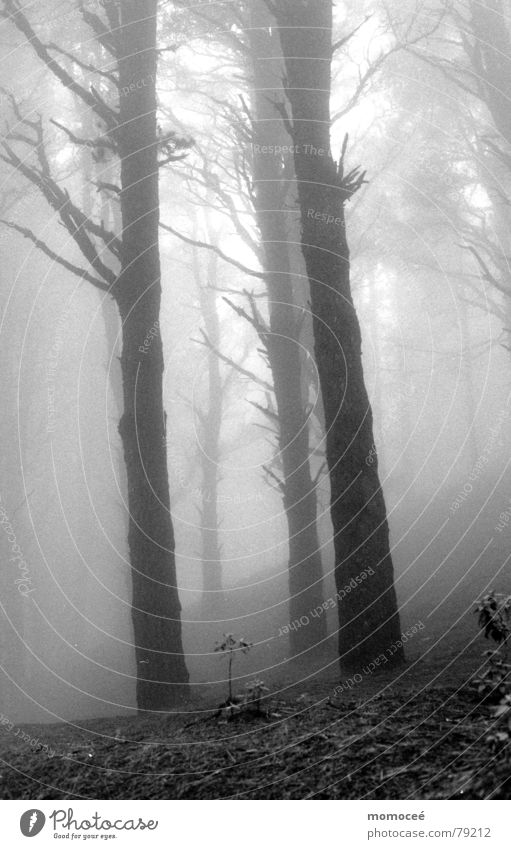 verhangen die zweite Wald Nebel Wolken Baum Trauer ruhig schön Einsamkeit Suche Sehnsucht leer Traurigkeit Ferne