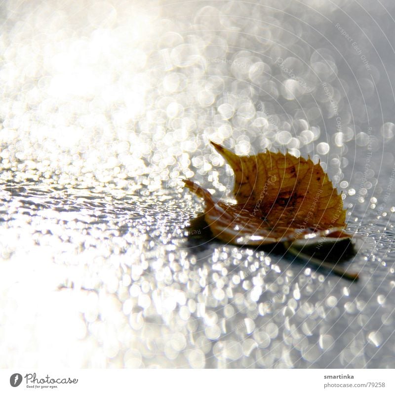 Glamuoröses Tod erfrieren Herbst Blatt feucht Verfall Wassertropfen Trauer Licht Einsamkeit gelb verfallen Verzweiflung Ende Seil Reflexion & Spiegelung