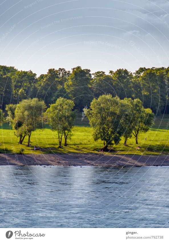 *600* | Bäume am Rheinufer Umwelt Natur Landschaft Pflanze Erde Sand Wasser Himmel Sommer Klima Wetter Schönes Wetter Baum Gras blau braun grün Wiese Laubbaum