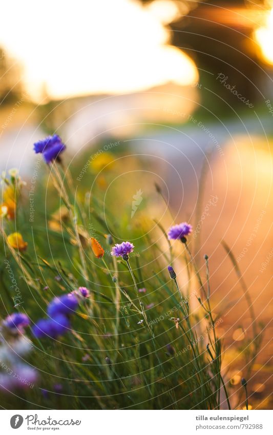 sonnige Aussichten Umwelt Natur Pflanze Sonne Sonnenaufgang Sonnenuntergang Sonnenlicht Sommer Gras Blatt Blüte Grünpflanze Wiese verblüht Wachstum natürlich