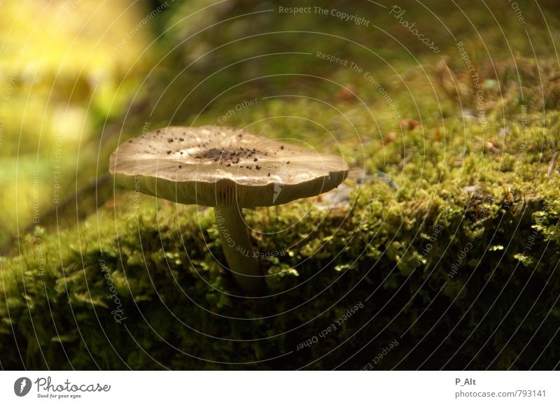 Magic Umwelt Natur Pflanze Erde Sommer Idylle Wald Waldboden Pilz Baumstamm Moos grün Tiefenschärfe Farbfoto Außenaufnahme Menschenleer