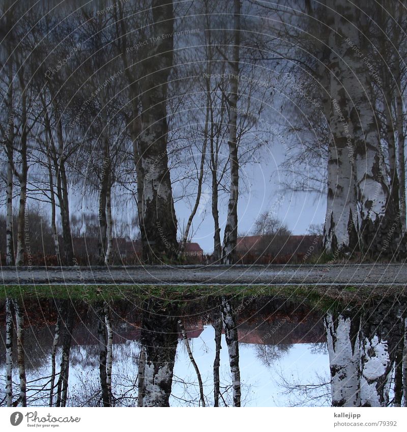 himmel über berlin Birke Birkenwald Pfütze Reflexion & Spiegelung Blatt Holzmehl Panorama (Aussicht) wald herbst autm Wasser kallejipp groß