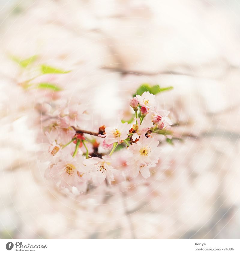 Mit Schwung in den Frühling Natur Pflanze Baum Blüte Garten Blühend Duft grün rosa weiß Frühlingsgefühle Vorfreude Liebe Verliebtheit Romantik schön Bewegung