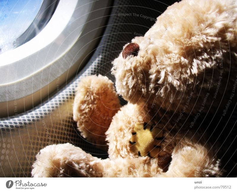 Watch the sky Teddybär Flugzeug Luft Fernweh träumen Einsamkeit Hoffnung Ferien & Urlaub & Reisen Ereignisse Sehnsucht Freude flugbegleitung