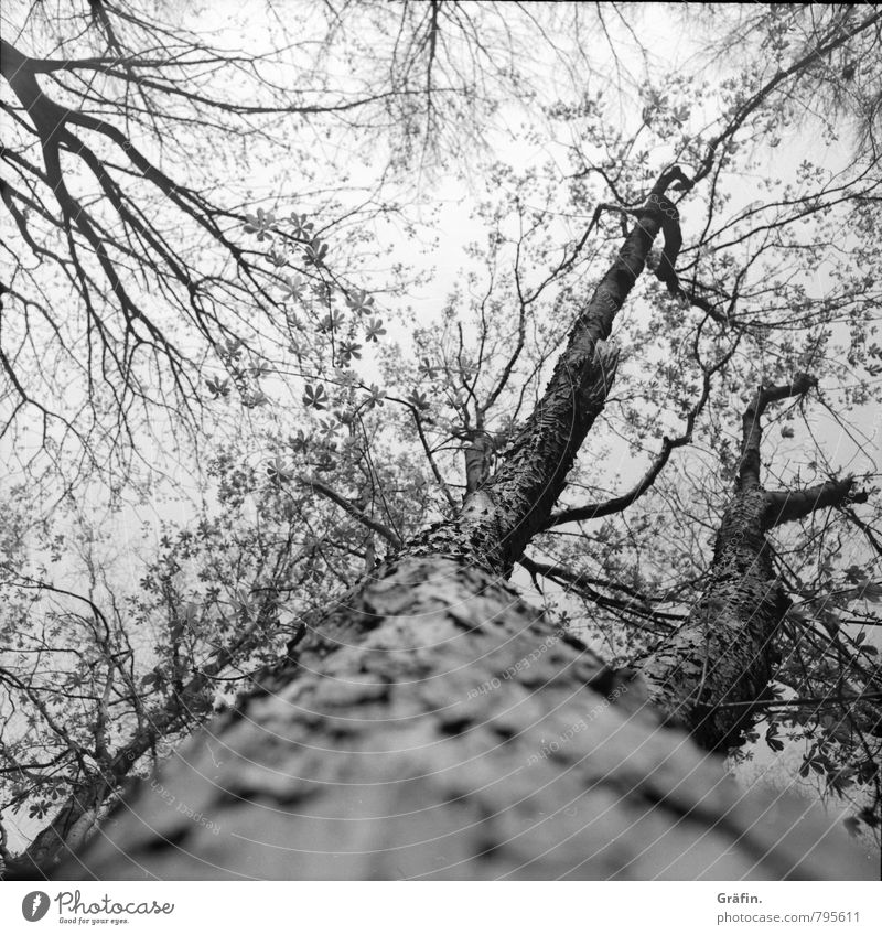 Baumkrone Umwelt Natur Pflanze Frühling Baumstamm Wald Blühend entdecken Wachstum gigantisch groß Unendlichkeit grau schwarz weiß Frühlingsgefühle Kraft Leben