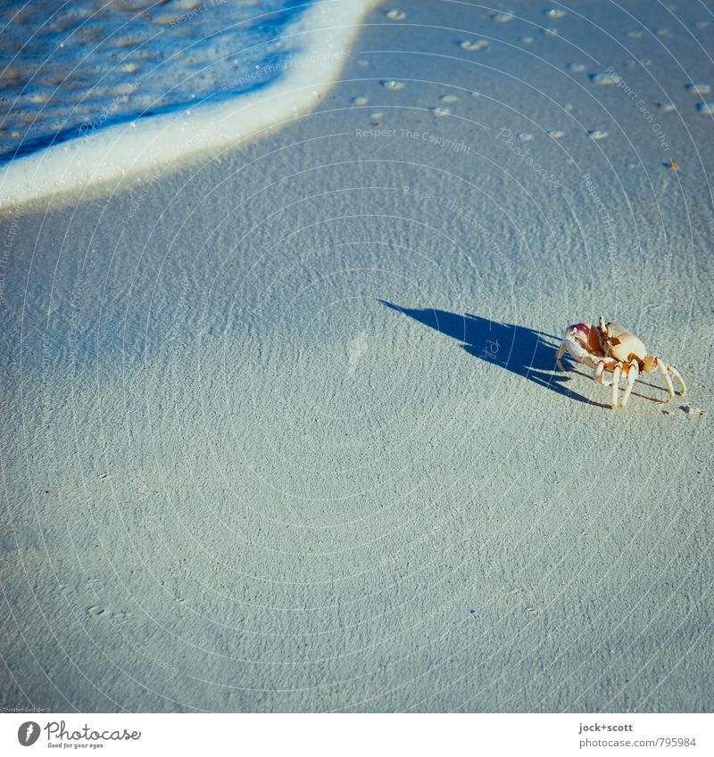 krabbeln am Strand Wärme Meer Kenia Wildtier Krebstier 1 authentisch exotisch Leben Idylle Klima Natur Schattenspiel Brandung Lebensraum Meerwasser