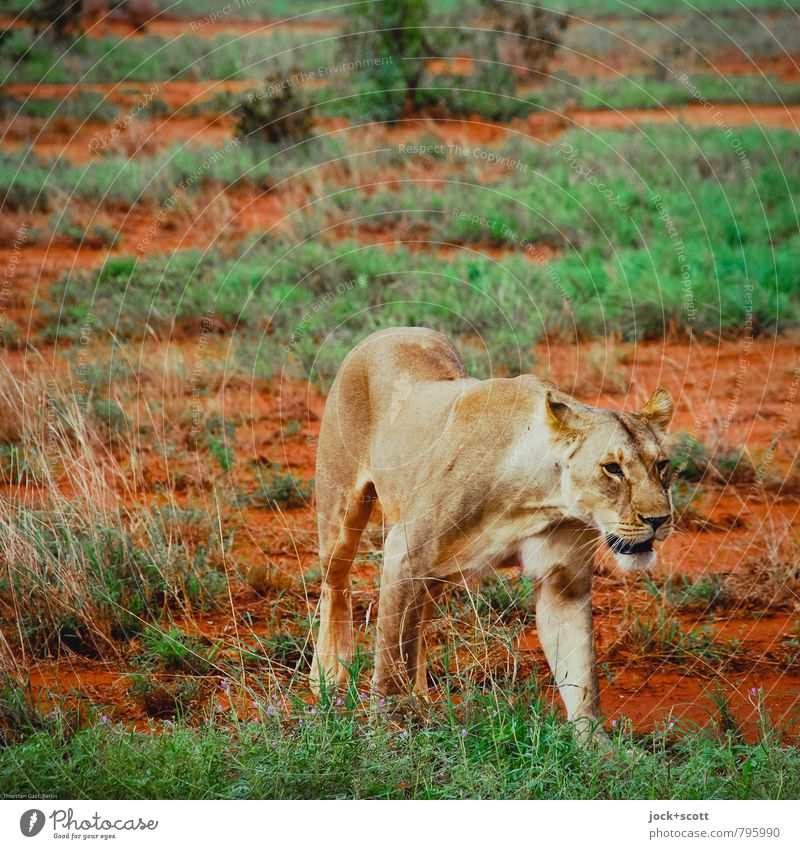 Pik Dame Safari Sand exotisch Savanne Kenia Wildtier Löwin Jagd authentisch bedrohlich selbstbewußt Wachsamkeit Freiheit Macht geschmeidig Gedeckte Farben
