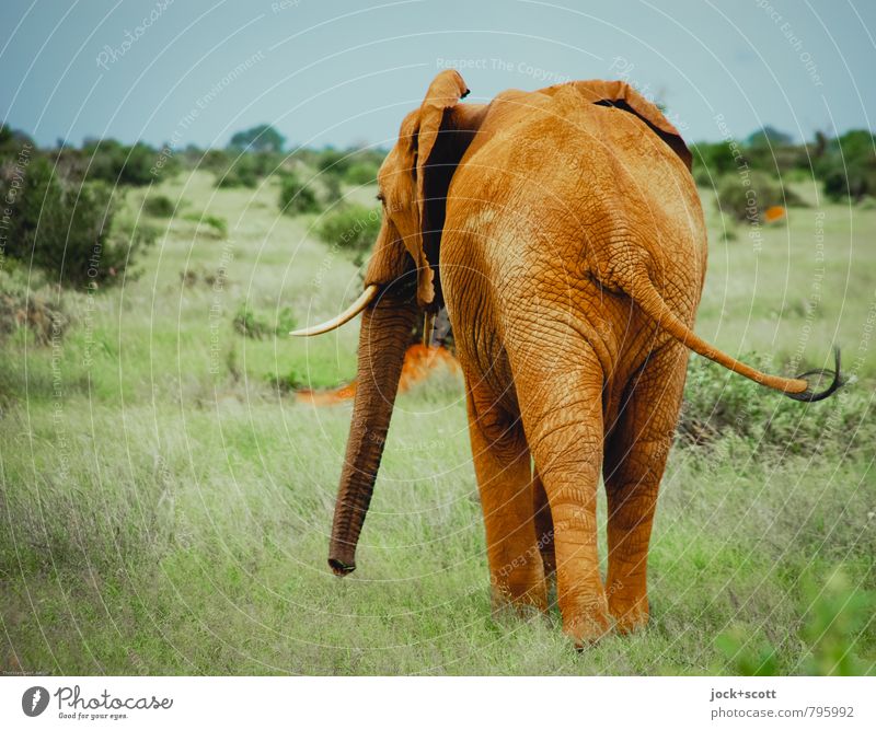 Alles um den Elefantenarsch Ferne Safari Klima Gras exotisch Savanne Kenia Wildtier wandern frei groß Freiheit Gelassenheit Leben Ebene Gedeckte Farben