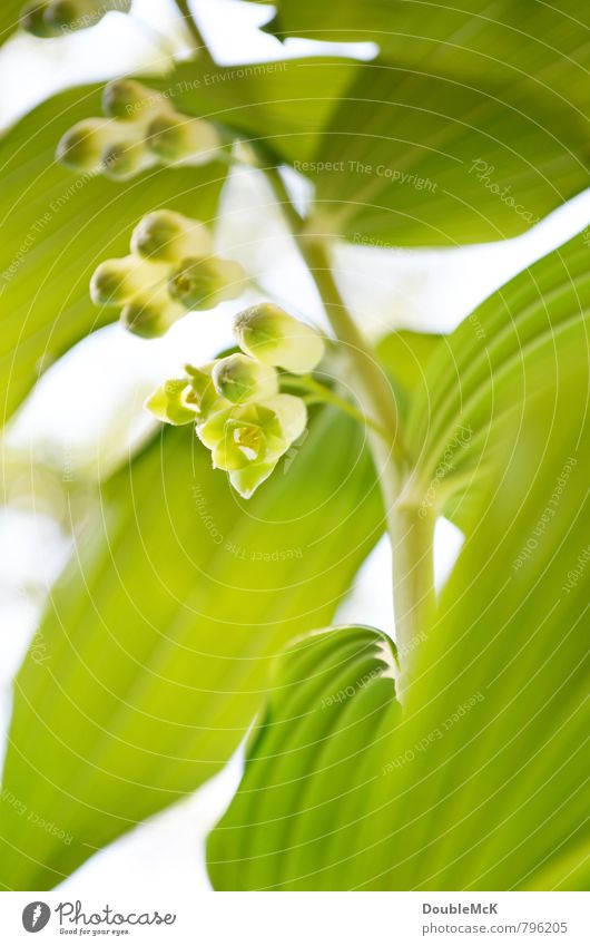 Chinesische Maiglöckchen Natur Pflanze Blume Blüte Grünpflanze Blühend frisch natürlich grün weiß Zufriedenheit Gelassenheit Erholung Leben Frühling hängen