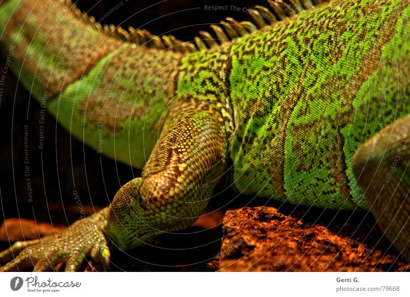 meine Haut, meine Extremitäten, mein Hinterteil Peitsche Leguane Reptil Dinosaurier Grüner Leguan Schwanz Echsen grün mehrfarbig braun Defensive ruhig Falte