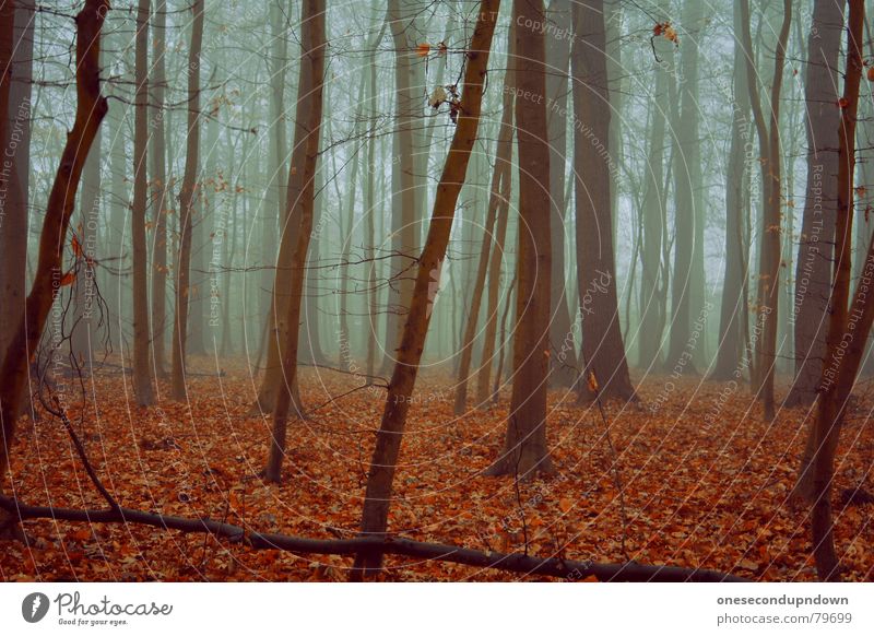 loneliness dunkel Nebel Wald Einsamkeit gruselig leer Baum Winter kalt grau Blatt rot Dezember Menschenleer abgelegen fremd außergewöhnlich Holzmehl trist