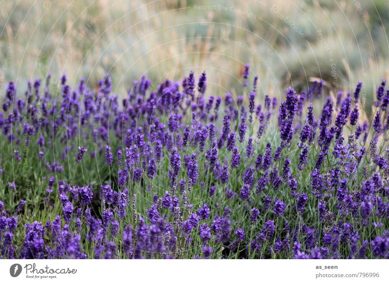 Lavendelfeld II Kräuter & Gewürze Öl Bioprodukte schön Wellness Meditation Duft Natur Landschaft Pflanze Sommer Blühend Wachstum ästhetisch natürlich braun gelb