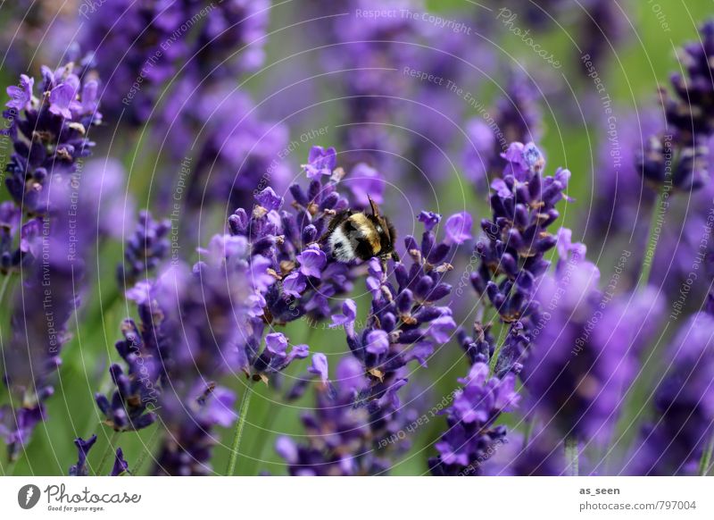 Im Lavendel Kräuter & Gewürze Bioprodukte Natur Sommer Blume Blüte Garten Tier Hummel Insekt 1 berühren Blühend fliegen leuchten Wachstum Duft natürlich grün