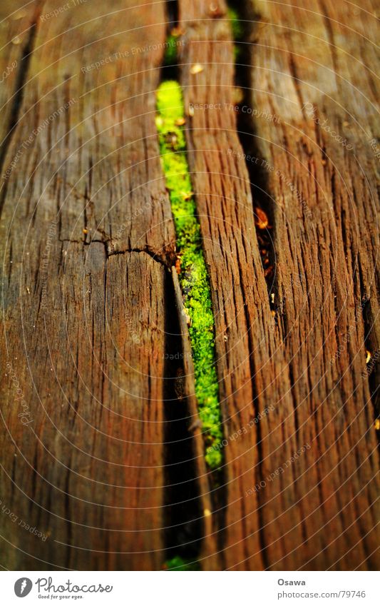 Nischendasein Leben Riss Holz Fuge Pflanze grün Botanik Lebensfreude Maserung Symbiose rustikal alt Fröhlichkeit Lebenskraft Strukturen & Formen Biotop