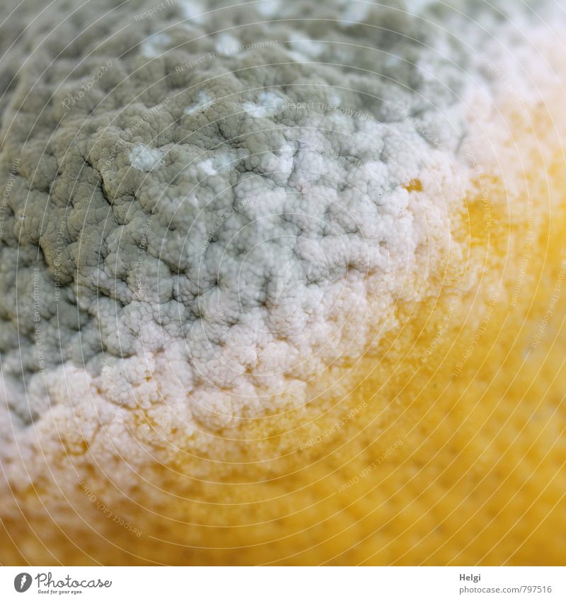 Verwandlung... Lebensmittel Frucht Zitrone Zitronenschale Ernährung alt authentisch außergewöhnlich einfach Ekel natürlich sauer gelb grau weiß gefährlich