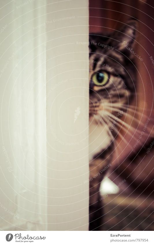 komm, trau dich Tür Tier Haustier Katze Fell 1 Linie entdecken natürlich Neugier niedlich schön braun weiß Türrahmen Auge Kopf Ohr Schnurrhaar Blick intensiv