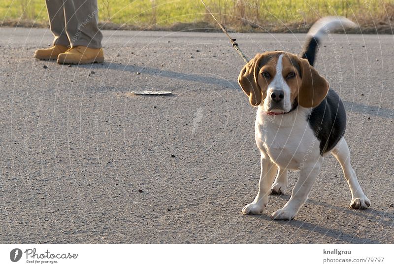 An der Leine Beagle Hängeohr Spaziergang bodenständig beachten Kontrolle schaulustig offen Freiheit Hund klein Schuhe Neugier Haustier entdecken fixieren gehen