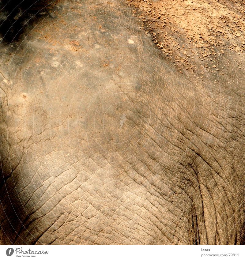 teint mehrere Elefant knittern Streusand Blick ergiebig Physik Indien rot schwarz Zoo Orangenhaut staunen Hautfarbe Sonnenbad Schatten beige Wärme Teint