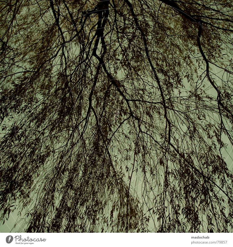 ZEIT Baum Natur Sträucher Muster Hintergrundbild durcheinander Wachstum Himmel türkis grün tree brenches Ast Zweig Strukturen & Formen patteern tile Linie