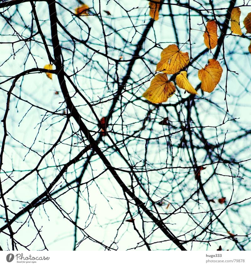 Fallende Blätter... 2 Holz Herbst Blatt hängen leer grün gelb Baum Licht Biologie Photosynthese Abschied Herbstlaub durcheinander Natur Holzmehl azurblau Trauer
