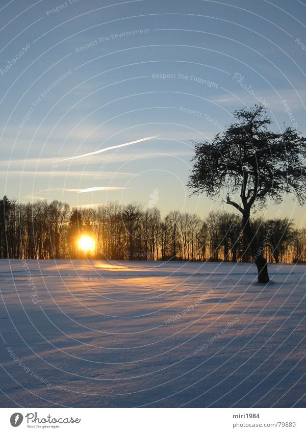 Wintersonne Sonnenuntergang Baum Abend Himmelskörper & Weltall Schnee Landschaft blau blue sun heaven Abenddämmerung
