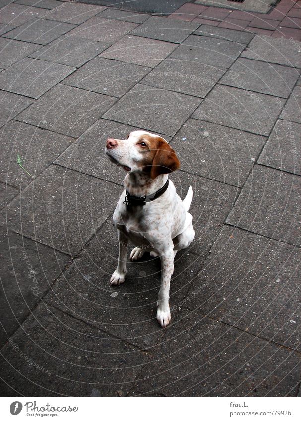 wer gibt mir etwas ab? Treue Hund betteln Hundeblick Straßencafé Säugetier Gastronomie Bürgersteig Blick Appetit & Hunger Mitgefühl mitleid erregen geweg