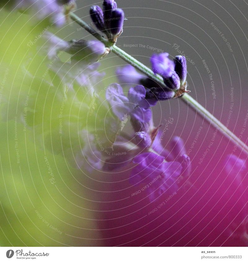 komplementär II Kräuter & Gewürze Öl Lavendel Stil schön Wellness Dekoration & Verzierung Muttertag Ruhestand Feierabend Natur Pflanze Blume Mode Blühend