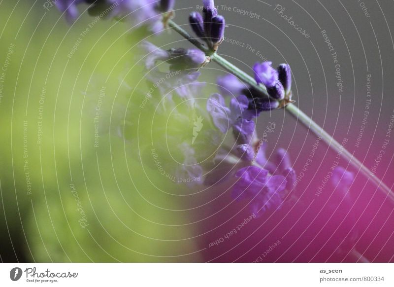 komplementär III Kräuter & Gewürze Lavendel Umwelt Natur Pflanze Sommer Herbst Blüte Garten Blühend Duft Wachstum gelb violett rosa Leidenschaft Treue Romantik
