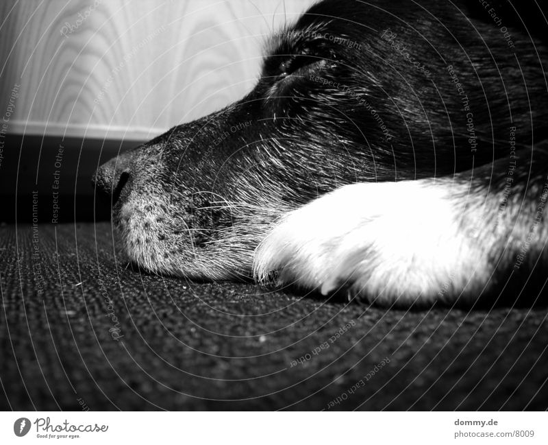 sleeping dog schlafen Hund schwarz weiß grau Pfote Schnauze Schwarzweißfoto alt kaz