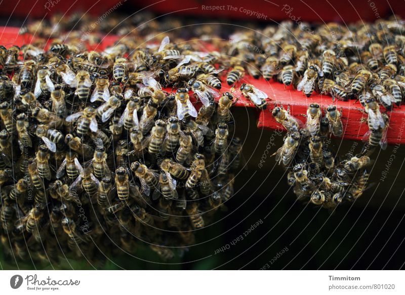 Gruppenfeeling | vermute ich ... Natur Tier Biene Schwarm Bienenstock Holz dunkel einfach natürlich rot schwarz Gefühle Zusammenhalt Tiergruppe hängend
