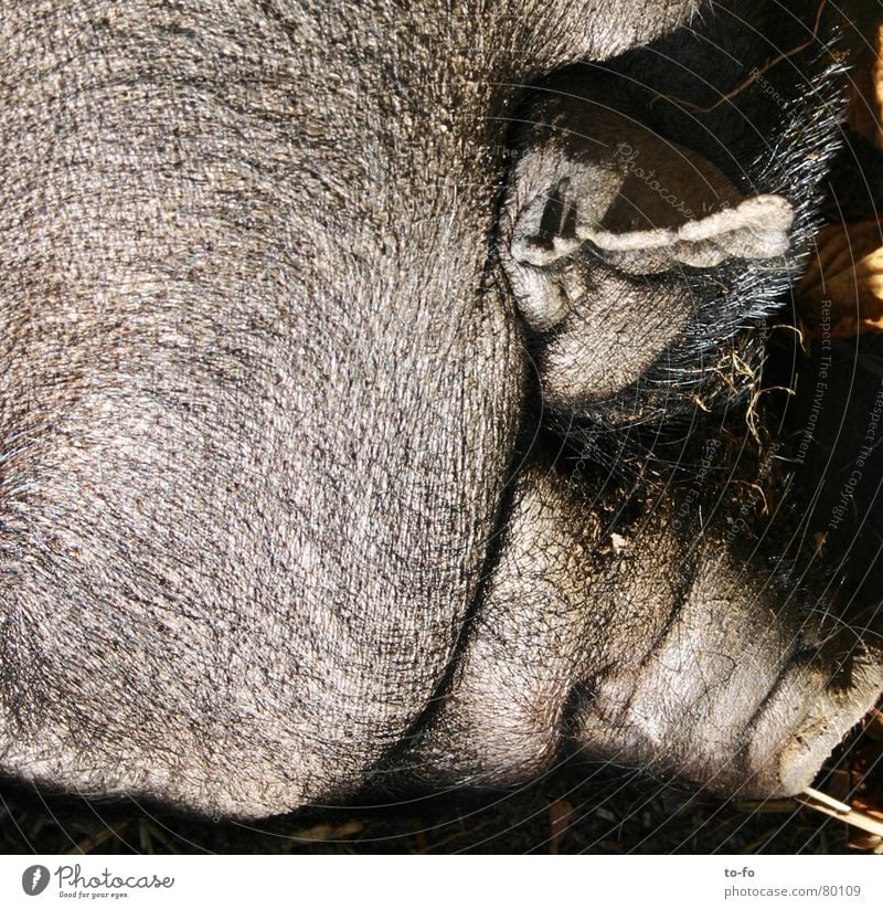 Schwein Tier Borsten Rüssel dick tierisch anstößig Vieh Säugetier Ohr Fett lustig Glück borstig Falte
