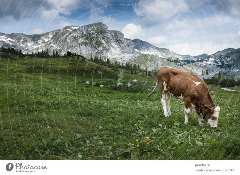 Fleckvieh Natur Landschaft Wiese Berge u. Gebirge Nutztier Kuh 1 Tier Fressen Klischee Idylle Alm Heimat Österreich Farbfoto Außenaufnahme Menschenleer