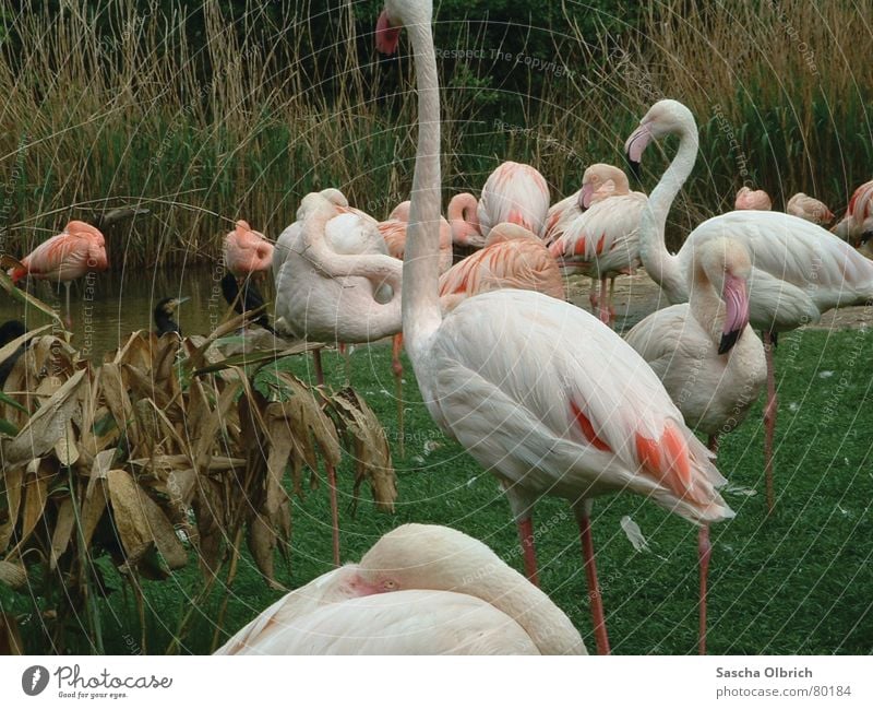 Flamingo im Zoo Flugtier Besucher Tier Wiese grün Grünfläche Zugtier Zoologie Tiergarten Gras weiß Säugetier einbeinig Wasser Küste Rasen Mauer