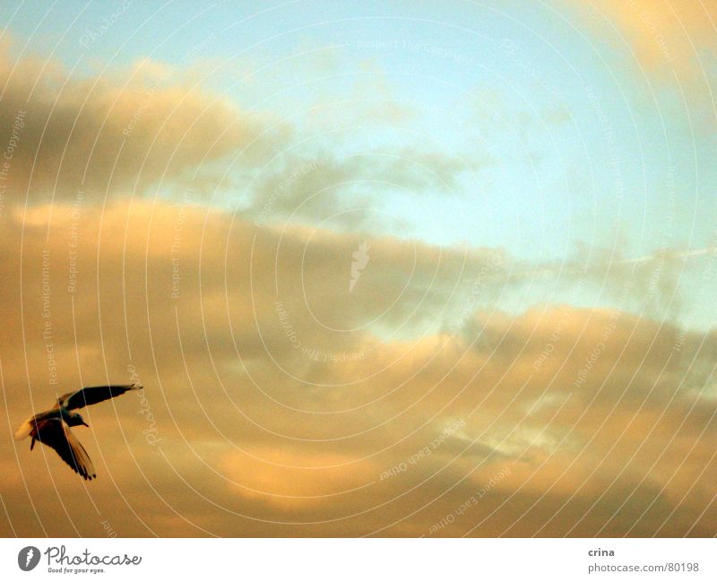 muss fliegen schön sein... Möwe Wolken Strand Meer grau Vogel Luftverkehr Spannweite Tragfläche Rostock Warnemünde Küste Himmel blau orange Feder Ostsee
